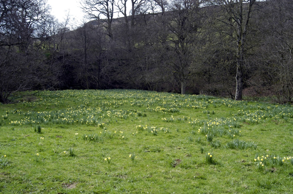 Farndale Daffodil Walk