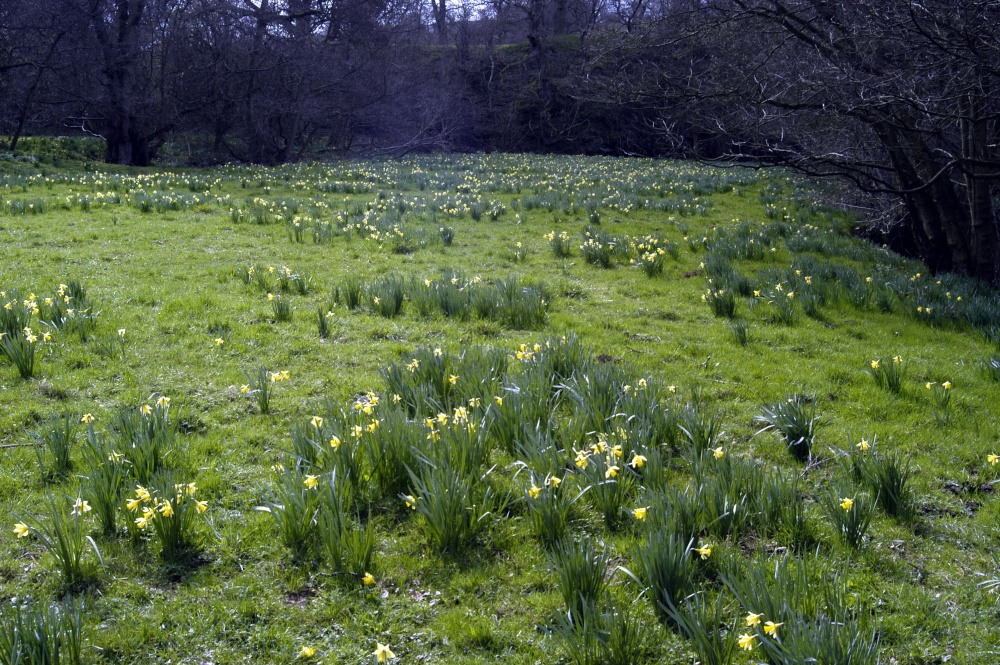 Farndale Daffodil Walk