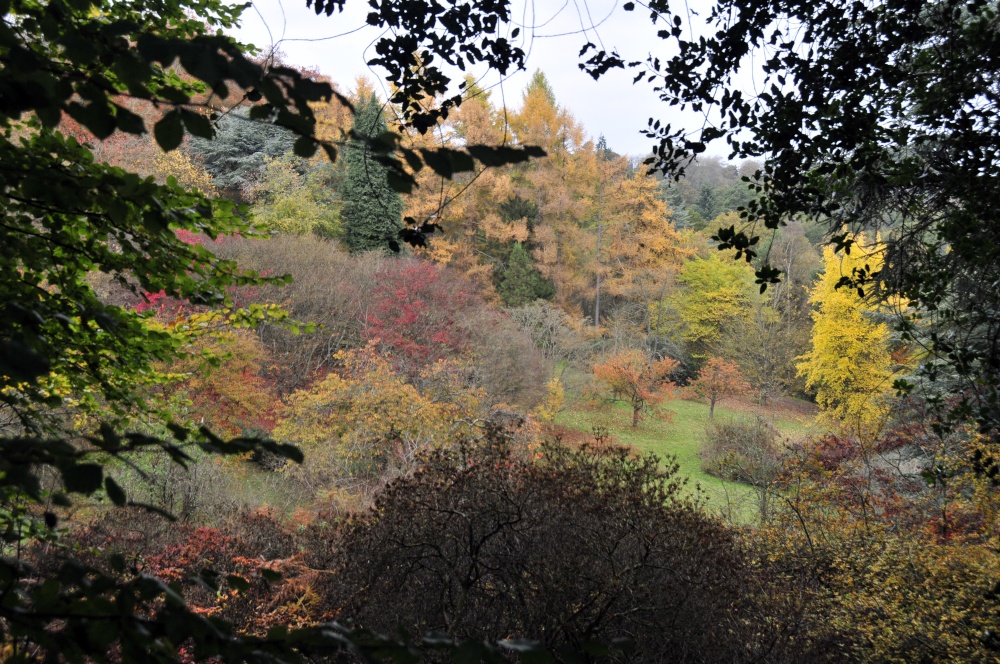 Winkworth Arboretum, Surrey photo by Paul V. A. Johnson