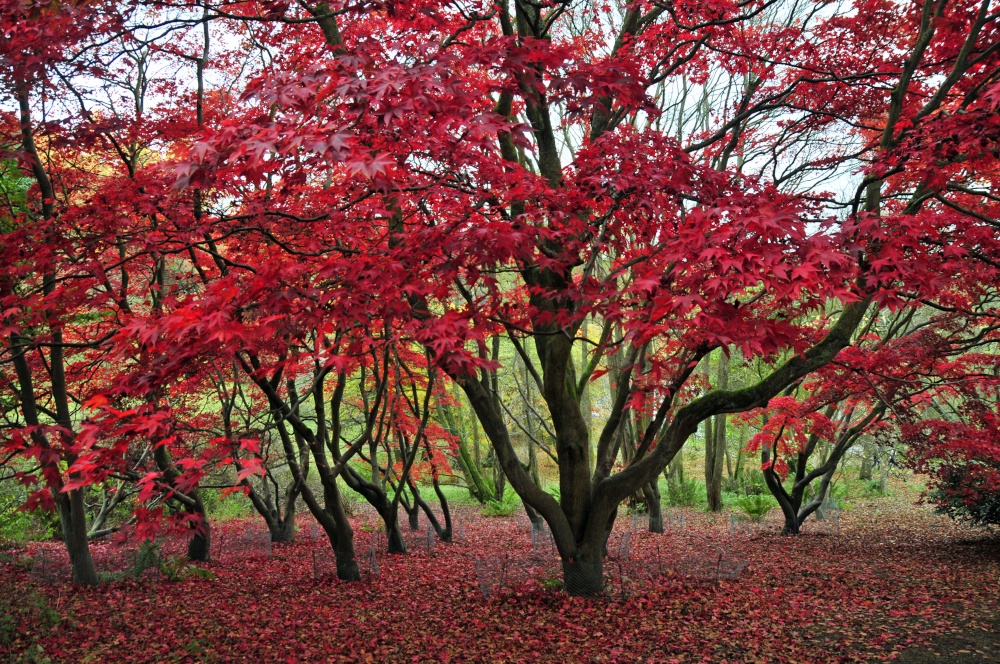 Winkworth Arboretum, Surrey photo by Paul V. A. Johnson