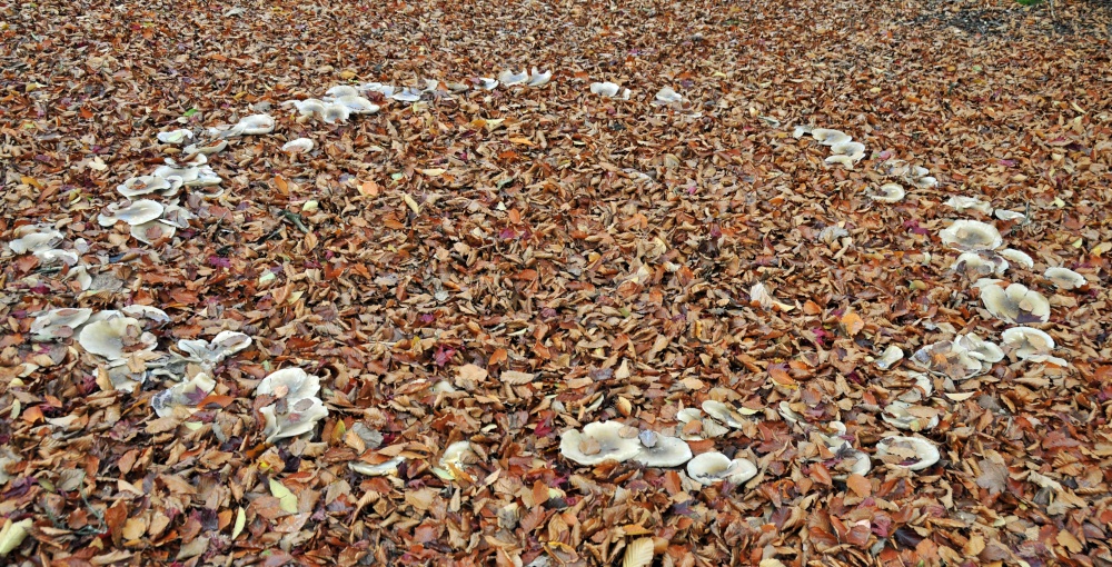 Sheffield Park Garden, Uckfield, a Fairy Ring