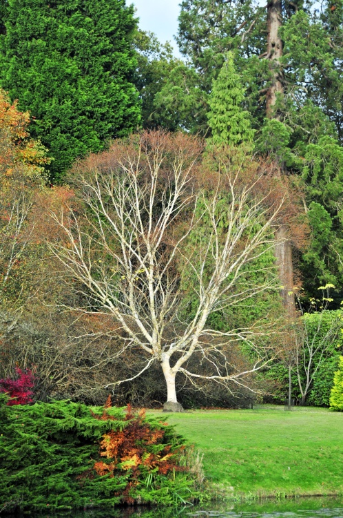 Sheffield Park Garden, Uckfield