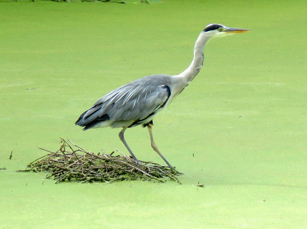 heron at Kew gardens