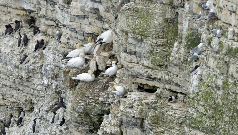 RSPB Bempton Cliffs near Bridlington