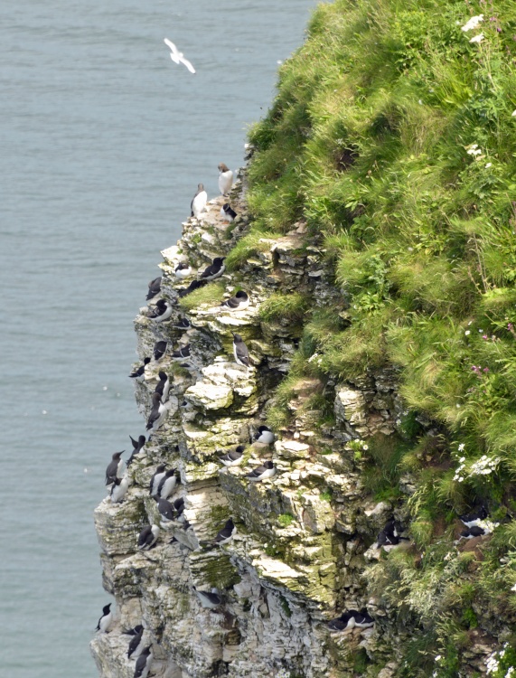 RSPB Bempton Cliffs near Bridlington