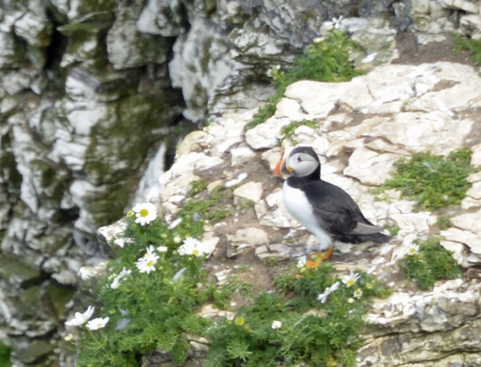 RSPB Bempton Cliffs near Bridlington