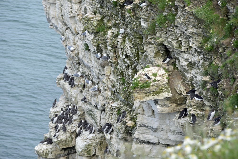 RSPB Bempton Cliffs near Bridlington