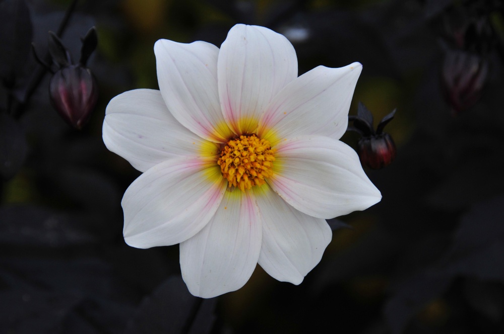 Garden at Knightshayes, Tiverton