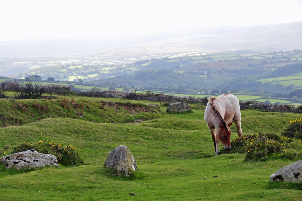 Dartmoor