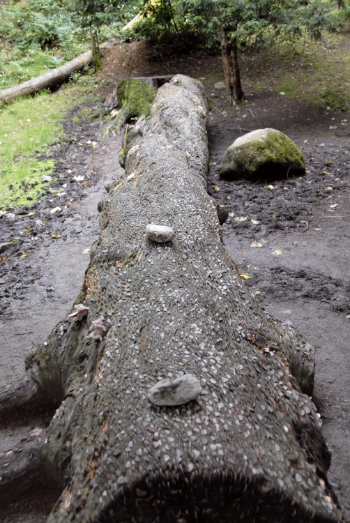 Coins embedded in fallen tree trunk at Aira Trail
