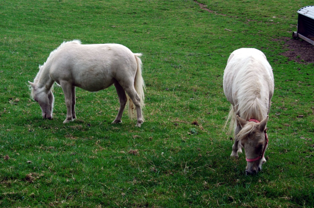 Glycoch Farm - miniature ponies