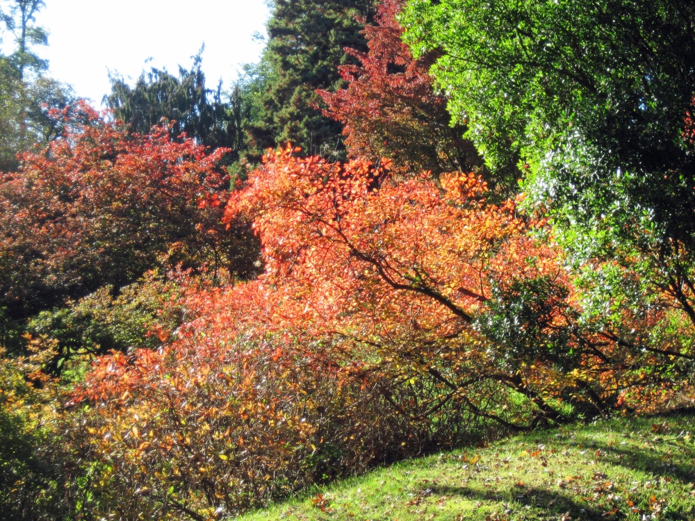 Hole Park Garden, autumn leaves