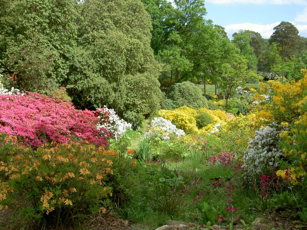 Leonardslee Garden, West Sussex