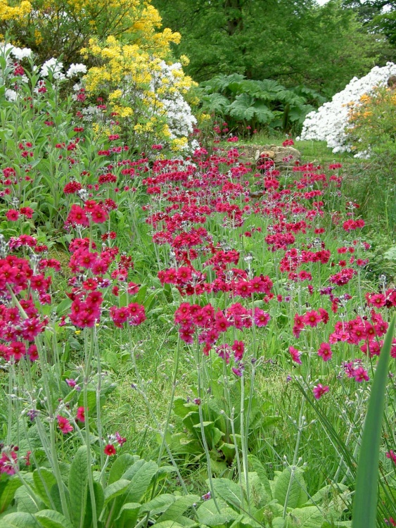 Leonardslee Garden, West Sussex