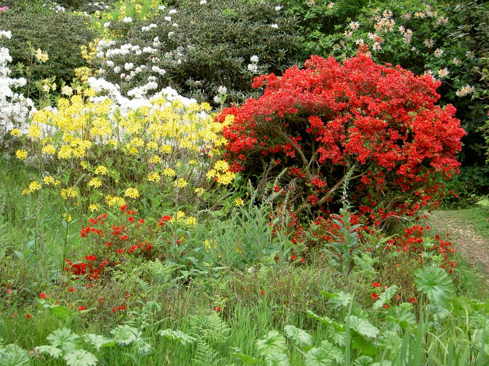 Leonardslee Garden, West Sussex
