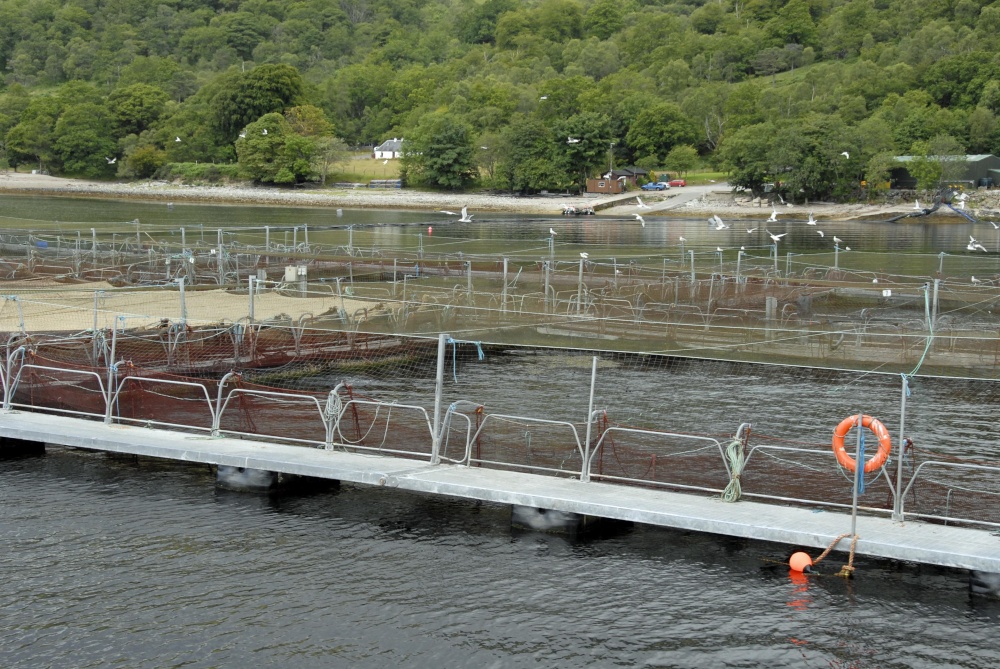 Salmon farm on Loch Linnhe