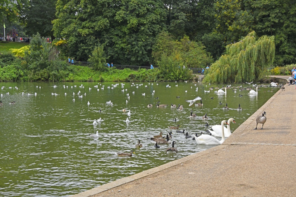 Mote Park, Maidstone