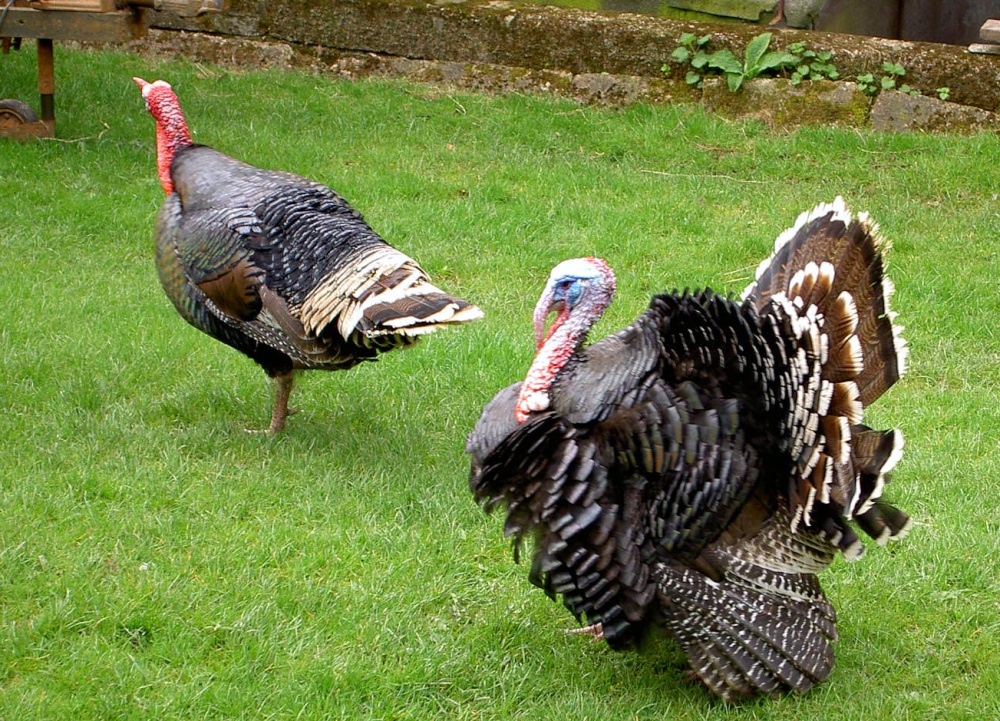Long time until Christmas at Sleightholmedale Lodge Farm