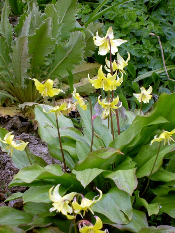 Sleightholmedale Lodge Garden, Fadmoor, North Yorkshire