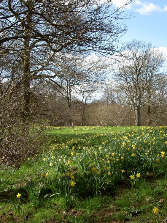 Farndale Daffodil Walk