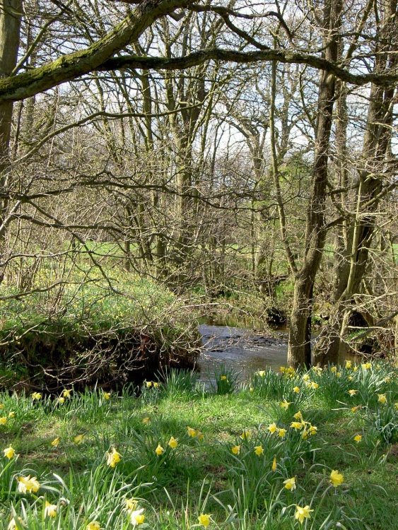 Farndale Daffodil Walk