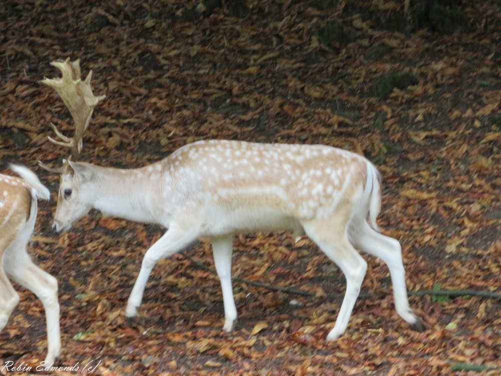 A stag (deer) roaming in Dyrham Park, Dyrham. photo by Robin Edmonds