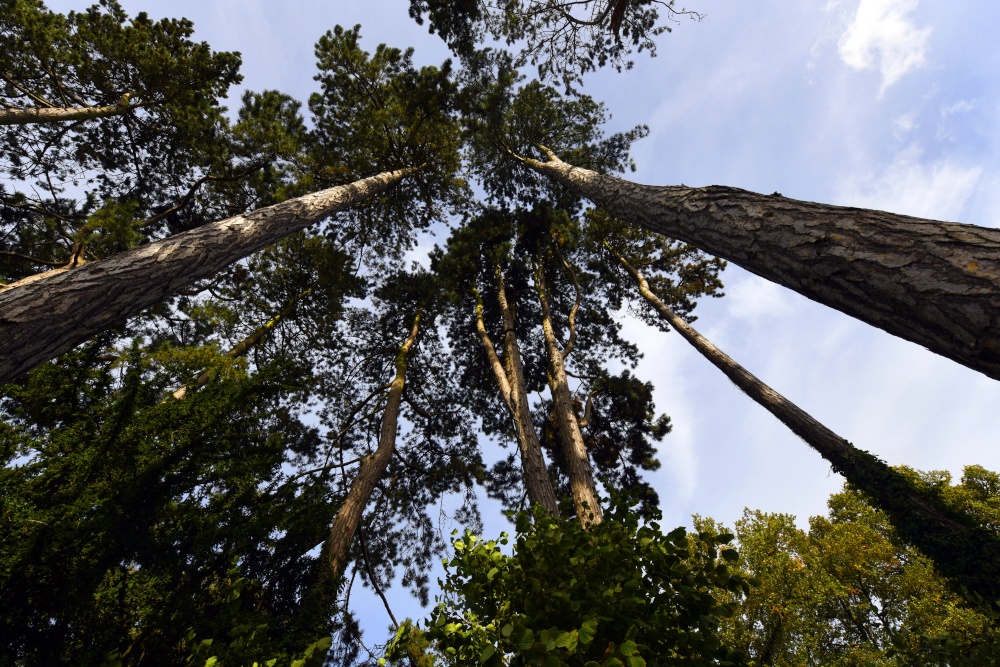 In the grounds of Wenlock Priory