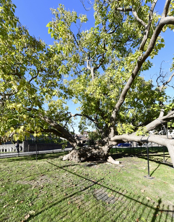Catalpa Tree in Rochester