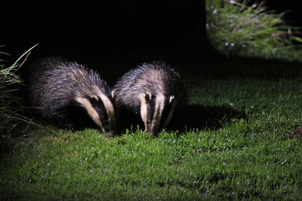 Photograph of Beautiful Badgers, Suffolk