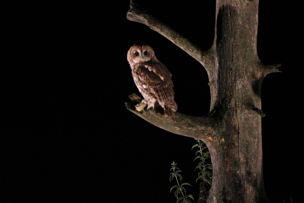 Photograph of Tawney Owl, Suffolk