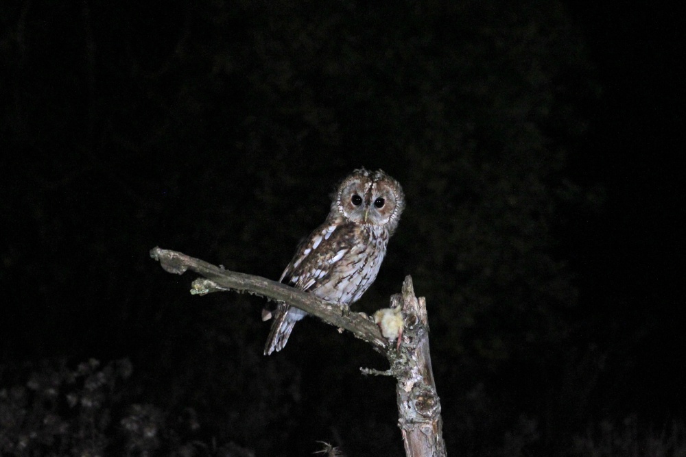 Photograph of Tawny Owl, Suffolk