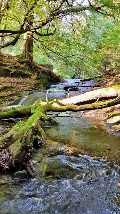Deans brook