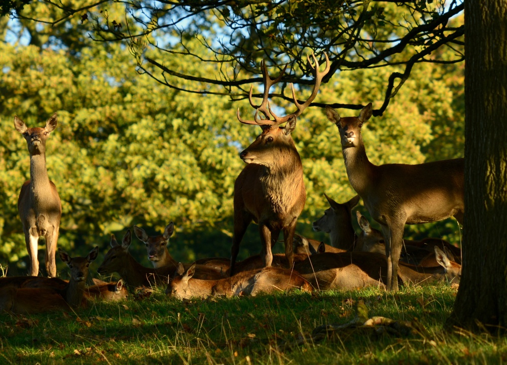 Red stag standing over his ladies at Chatsworth House this afternoon.