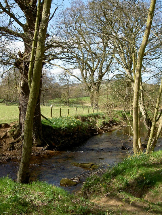 Farndale Daffodil Walk