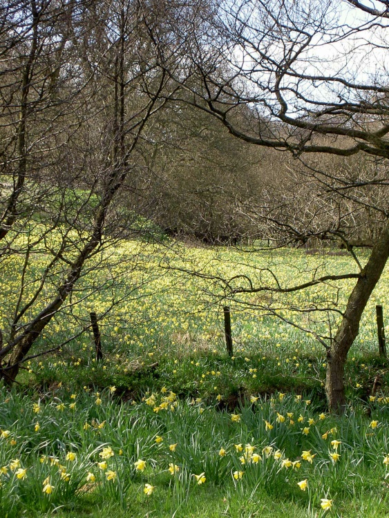 Farndale Daffodil Walk
