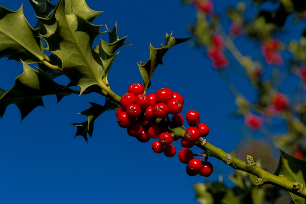 Holly Berries at Greys Court