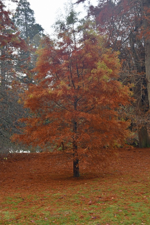 Sheffield Park Garden