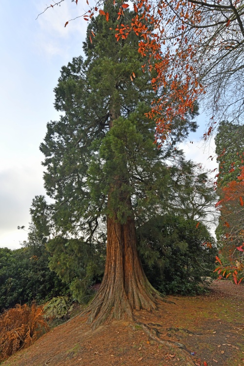 Giant Redwood tree at Sheffield Park garden
