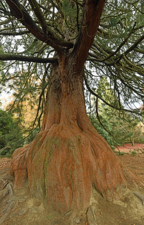 Giant Redwood tree at Sheffield Park garden