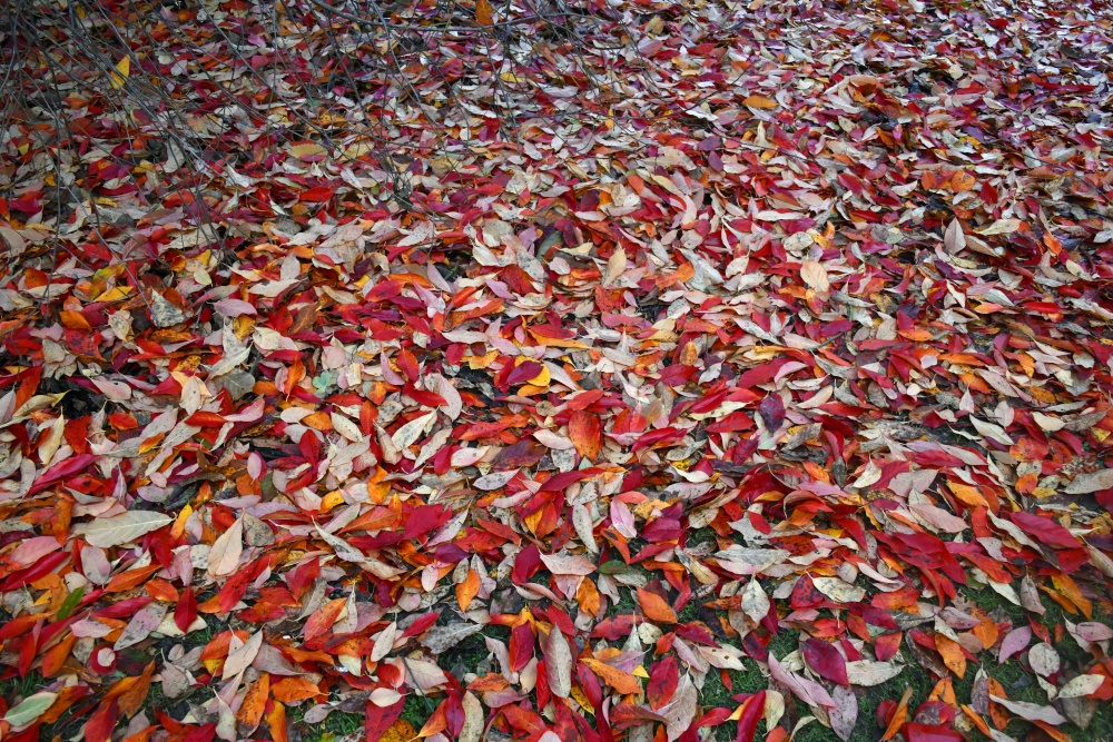 Must be Autumn at Sheffield Park