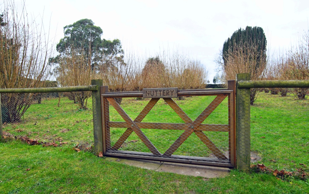 The nuttery at Belmont House garden