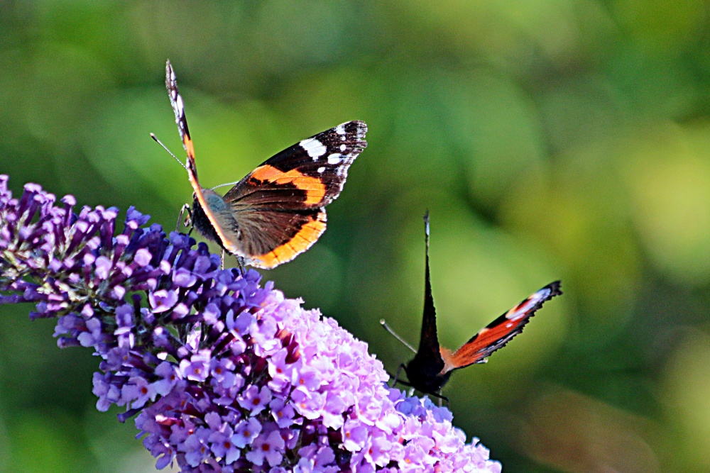 An admiral and a peacock make a colourful duo