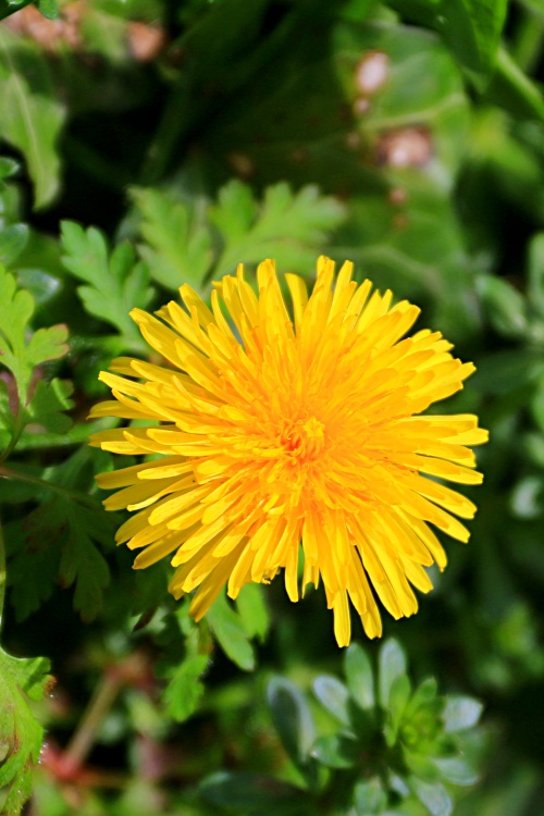 A colourfal wayside bloom