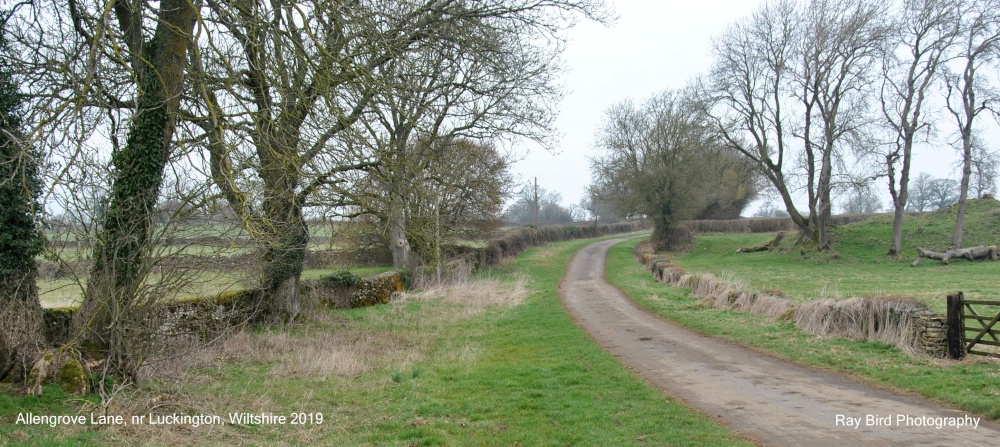 Allengrove Lane, nr Luckington, Wiltshire 2019