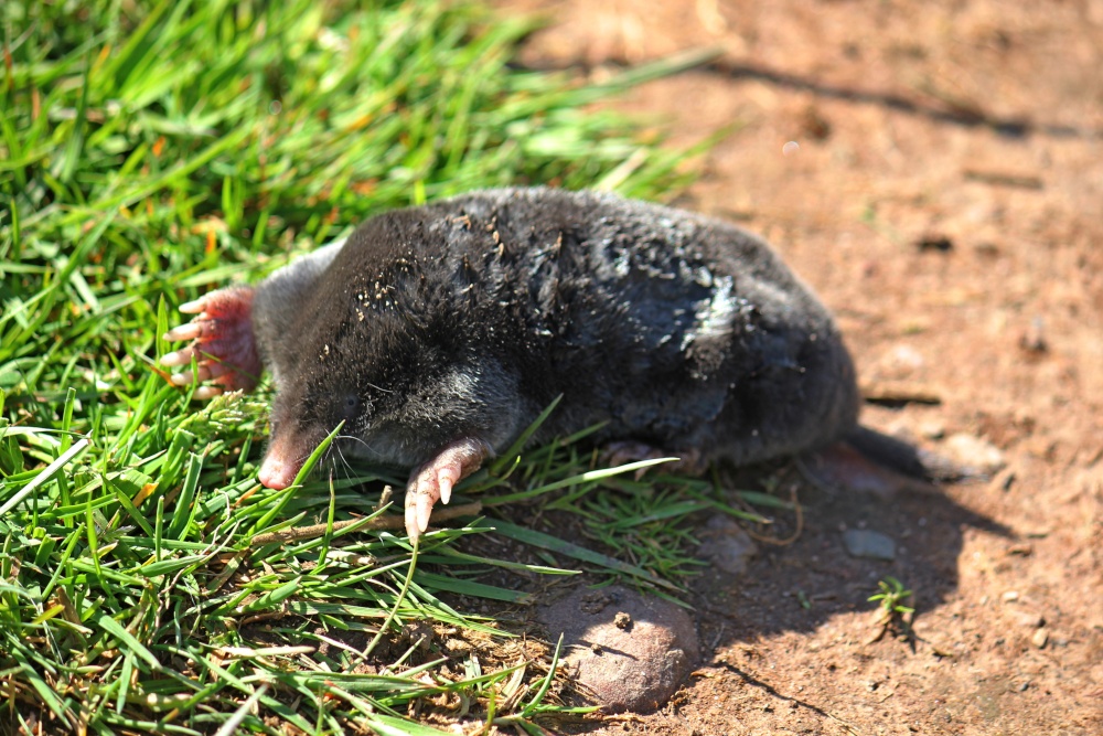 Woodbury Common mole