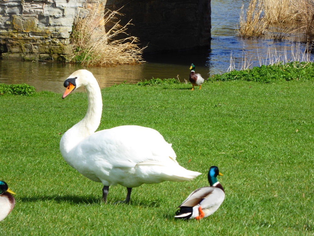 Swans on Avon