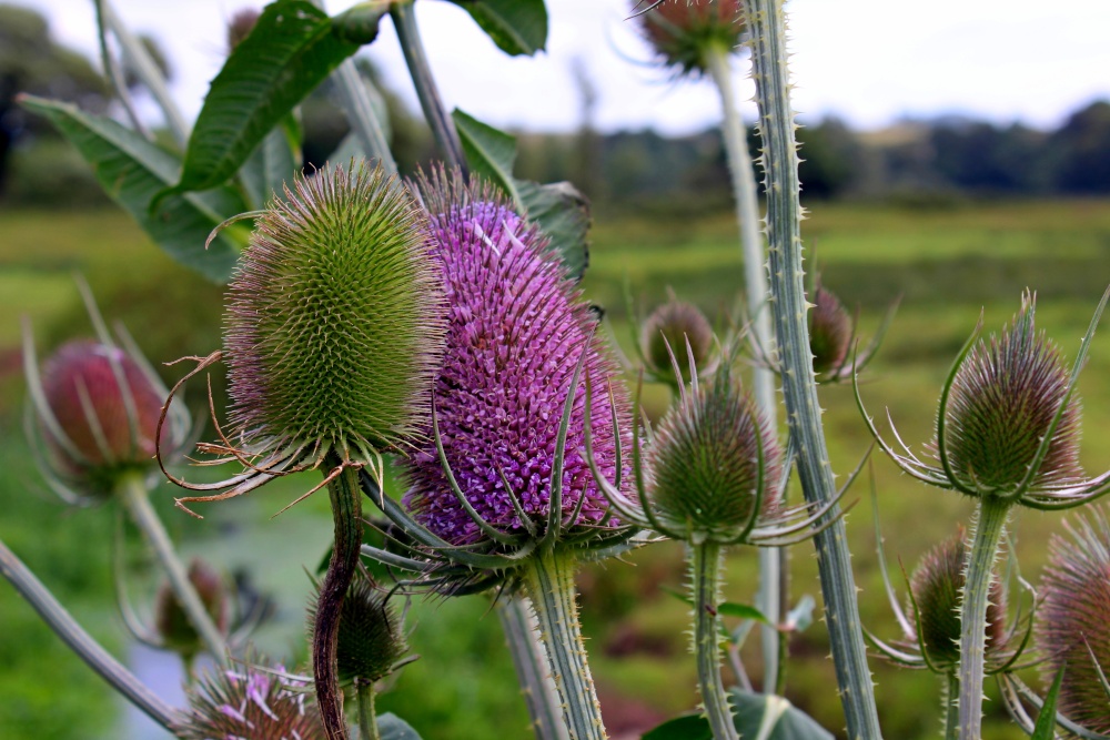 Teasels