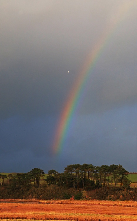 Rainbow, bird, trees