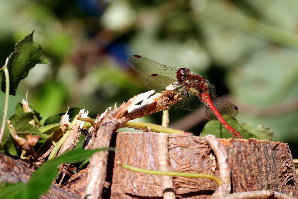 Meadowhawk dragonfly