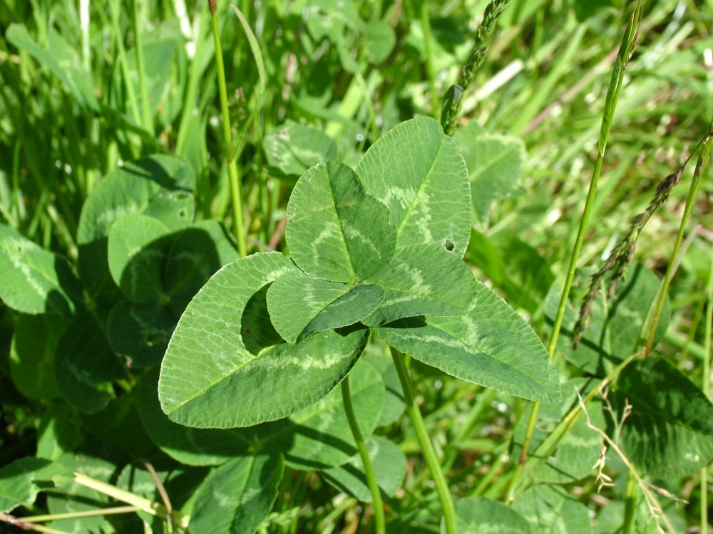 Six leaved clover